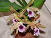 Laelia tenebrosa 